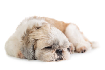 Naklejka na ściany i meble cute shih tzu dog sleeping on the floor
