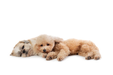 lazy shih tzu and poodle lying on the floor together