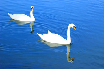 Swans on lake © Simun Ascic