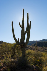 Southwestern desert scene with Saguaro cactus and arid landscape in Skull Valley, near Prescott, Arizona