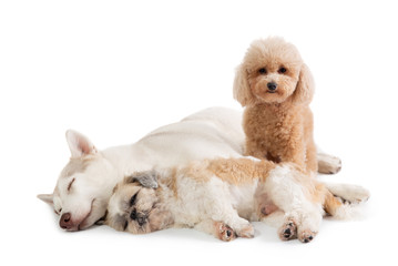 lazy siberian husky and shih tzu sleeping together on the floor 