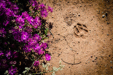 predator footprint and flowers