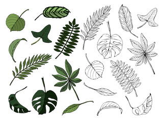 Set of different leaves, colored and monochrome, isolated on white background, vector hand-drawn illustration