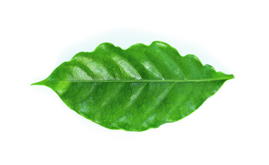 fresh green coffee leaves isolated on white