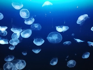 Jellyfish