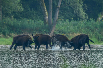 Wisents (Bison bonasus) in the San river. Bieszczady Mountains. Poland.