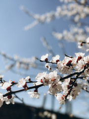 trees that bloom in spring