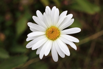 Fototapeta premium Ox-eye oxeye daisy flower leucanthemum vulgare close up with wild wildflower