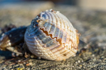 shells on a stage at the baltic beach