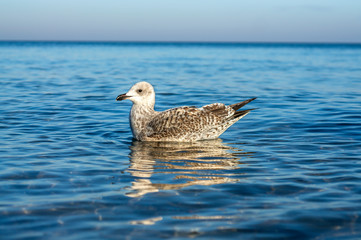 Seagull on a stage at the baltic sea beach