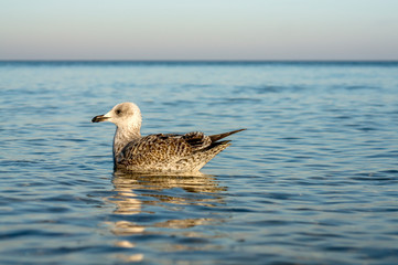 Seagull on a stage at the baltic sea beach