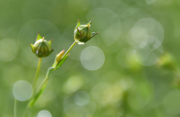Arrangement of small green buds in the drops of rain on the background of a beautiful bokeh