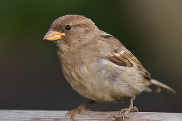 Portrait of a city Sparrow