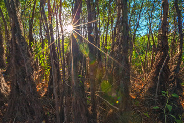 Dried tree trunks are wrapped around brown ivy, rays of light from the sun. Forest on the island in the riverbed, Astrakhan.