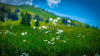 Weiße Blumen Wildblumen auf einer Bergwiese
