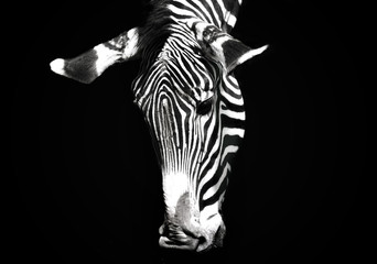 Grazing Zebra on black background
