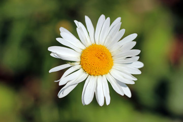 Ox-eye oxeye daisy flower leucanthemum vulgare close up with wild wildflower