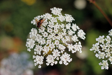 Cow parsley anthriscus sylvestris close up with blurred background bee