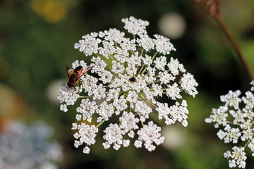Cow parsley anthriscus sylvestris close up with blurred background bee