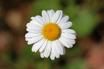 Fototapeta premium Ox-eye oxeye daisy flower leucanthemum vulgare close up with wild wildflower