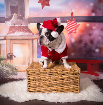 French bulldog posing in santa costume for christmas