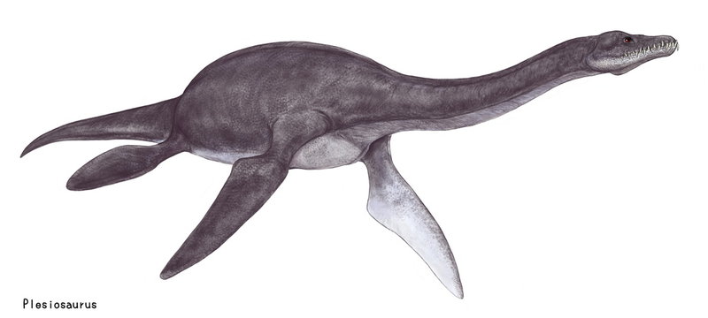 プレシオサウルス　三畳紀後期からジュラ紀前期のヨーロッパの海域に生息した。首長竜といわれる海竜の中で代表的な海棲爬虫類。体長は5メートルとやや小型　ひれの骨格構造から深く潜ることができなかったという説もあり、比較的浅場の海域に生息していたといわれている。上下の歯のかみ合わせは格子のように組み合い、捕食したイカや魚を逃がさない構造をしている。