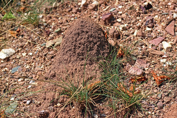 Small anthill forest soil brown red close up detail