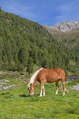 Fototapeta na wymiar Pferdesommer im Horlachtal