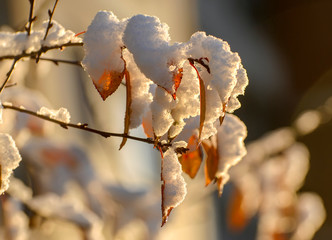 Plants and fruits under the first fluffy snow. Sunny autumn October morning.