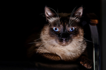 Purebred Thai cat with blue eyes, sitting on the couch in total darkness.