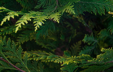 Organic ornament. Thuja, cedar branch and leaves, nature background