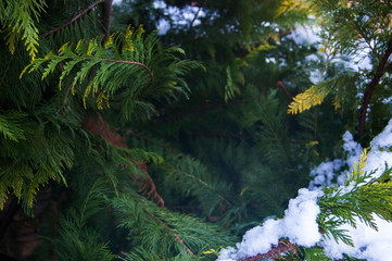 Organic ornament. Thuja, cedar branch and leaves, nature background in snow, winter