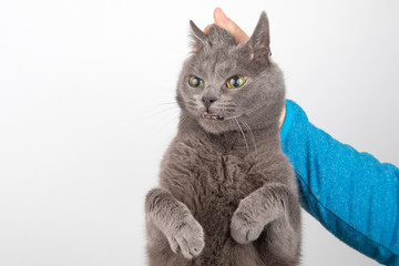 the grey cat is held by the man's hand by the scruff