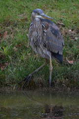 great blue heron 