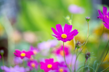 Cosmos flowers blooming in the garden.Pink and red cosmos flowers garden, soft focus and look in blue color tone.Cosmos flowers blooming in Field.