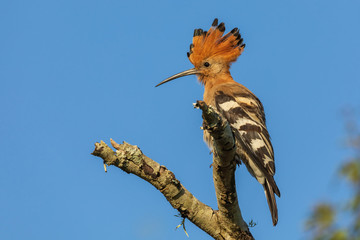 Wiedehopf 6 © Karl-Heinz Schmidt