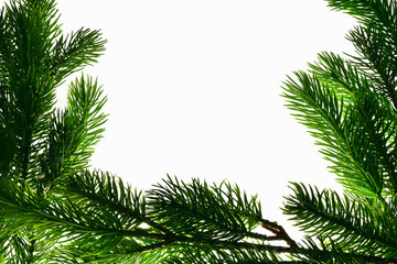 On a white background on the sides and below are branches of pine spruce decorative, in the middle of an empty space for the inscription