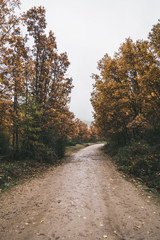 road in autumn forest