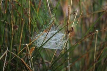Spider Web