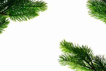 Branches of a coniferous tree lie around a white isolated background. Isolate