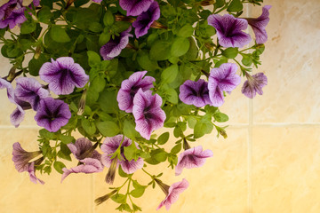pink flowers on a white background