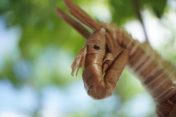 Close up Head shot The Horse basketry doll and white and green bokeh background.