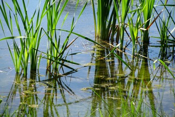 reed in the lake in the water, summer, reflected in the water