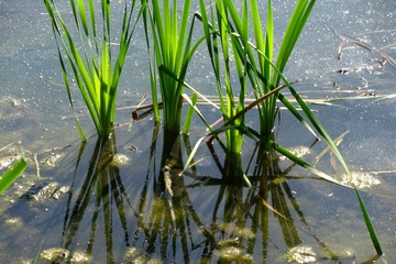 reed in the lake in the water, summer, reflected in the water
