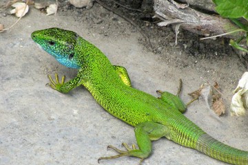 green yazeritsya, reptile on stones