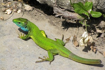 green yazeritsya, reptile on stones