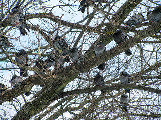 pigeons are sitting on the branches of trees, birds