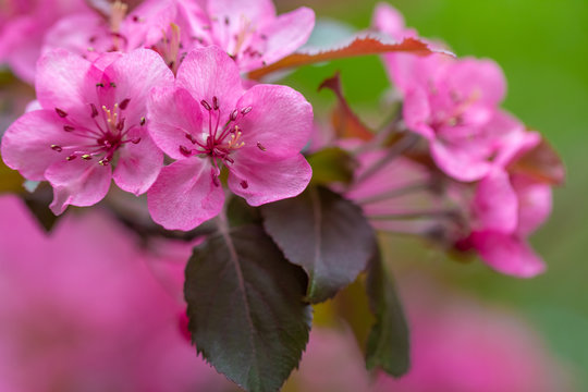 spring blooms in a plum tree