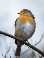 Rotkehlchen auf dem Ast