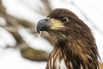 portrait of an eagle